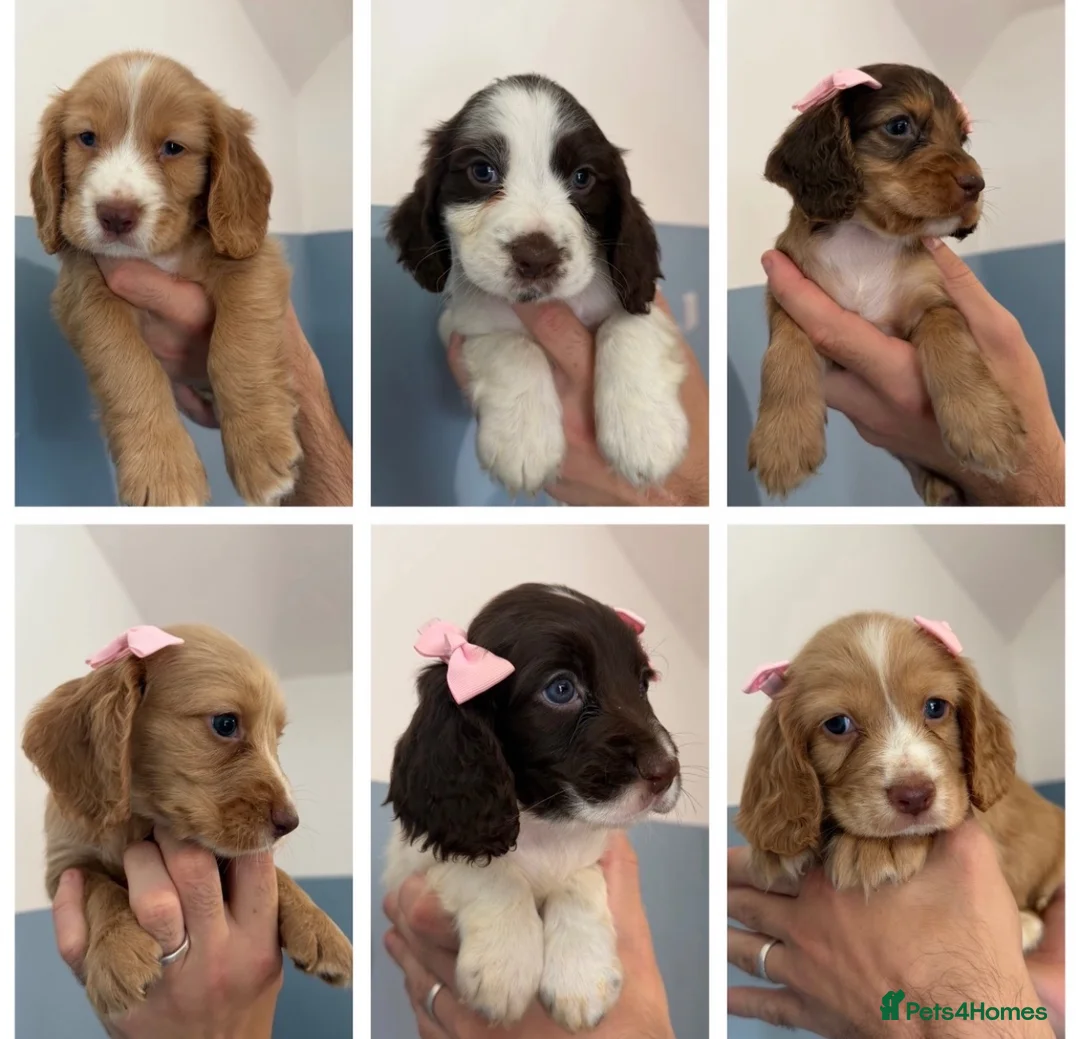 Sprocker dogs for sale: Sprocker puppies  - Advert 1