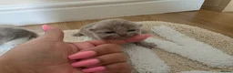 British Shorthair cats for sale: Exceptional GCCF Champion British shorthair - Advert 10