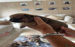 French Bulldog dogs for sale: French Bulldog puppies - Image 35