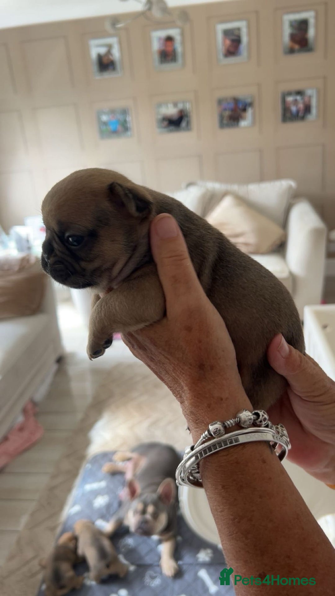 French Bulldog dogs for sale: French Bulldog puppies - Image 35