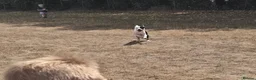 Mixed Breed dogs for sale: Lucifer - Advert 5