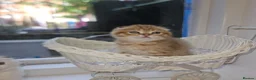 Scottish Fold cats for sale: Tica full pedigree scottish fold kittens london  - Advert 3