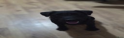 Patterdale Terrier dogs for sale: 8month old male patterdale - Advert 4