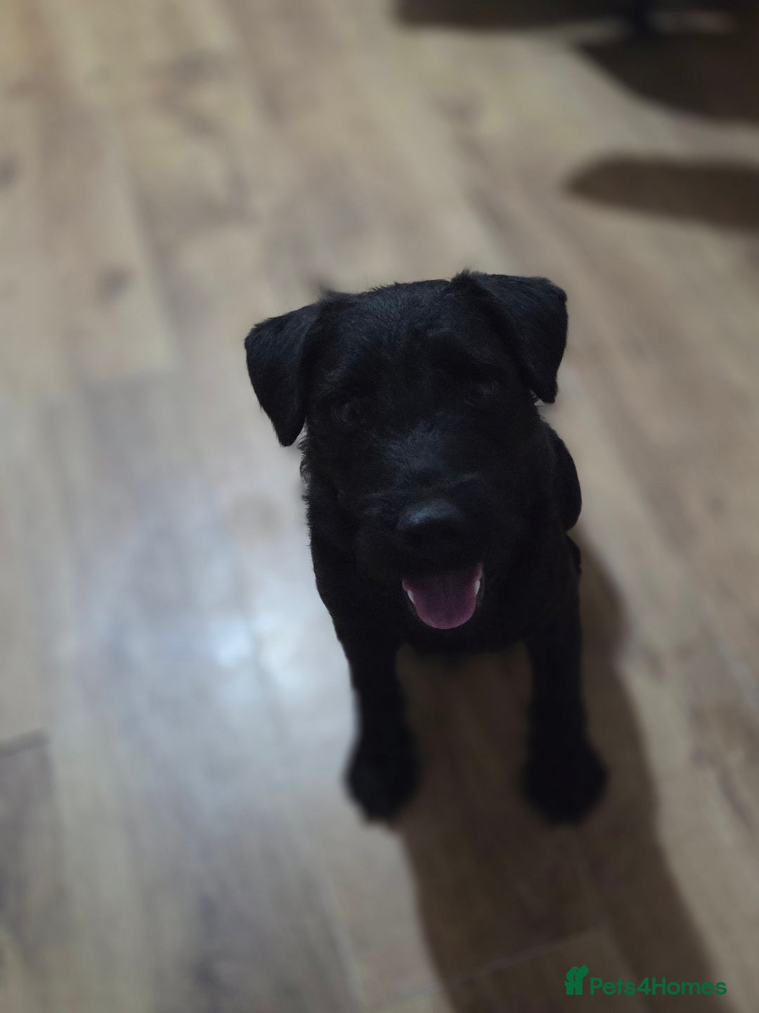 Patterdale Terrier dogs for sale: 8month old male patterdale - Advert 4
