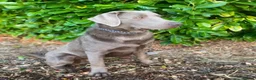 Labrador Retriever dogs for stud: Gorgeous well proven Silver Labrador Stud - Advert 5