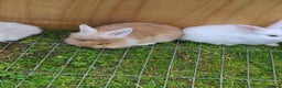 Mini Lion Lop rabbits for sale: Baby rabbits ready now males left - Advert 16