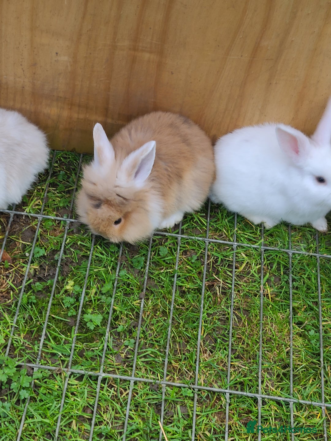 Mini Lion Lop rabbits for sale: Baby rabbits ready now males left - Advert 16