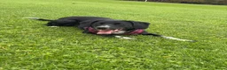 Sprollie dogs for sale: Betsy - Advert 1