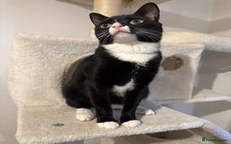 British Shorthair cats for sale: Two beautiful tuxedo boys. - Advert 4