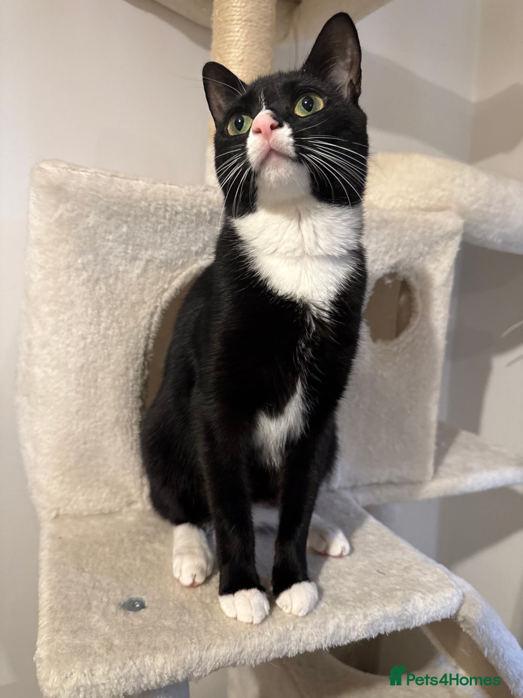 British Shorthair cats for sale: Two beautiful tuxedo boys. - Advert 4