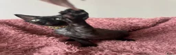 Devon Rex cats for sale:  Pedigree BEAUTIFUL DEVON REX kittens ✨ - Advert 4
