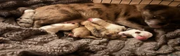 Jug dogs for sale: Stunning Jug Puppy Ready for 5-Star Home!  - Advert 1