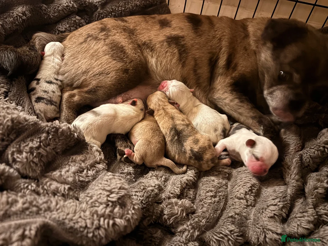 Jug dogs for sale: Stunning Jug Puppy Ready for 5-Star Home!  - Advert 1