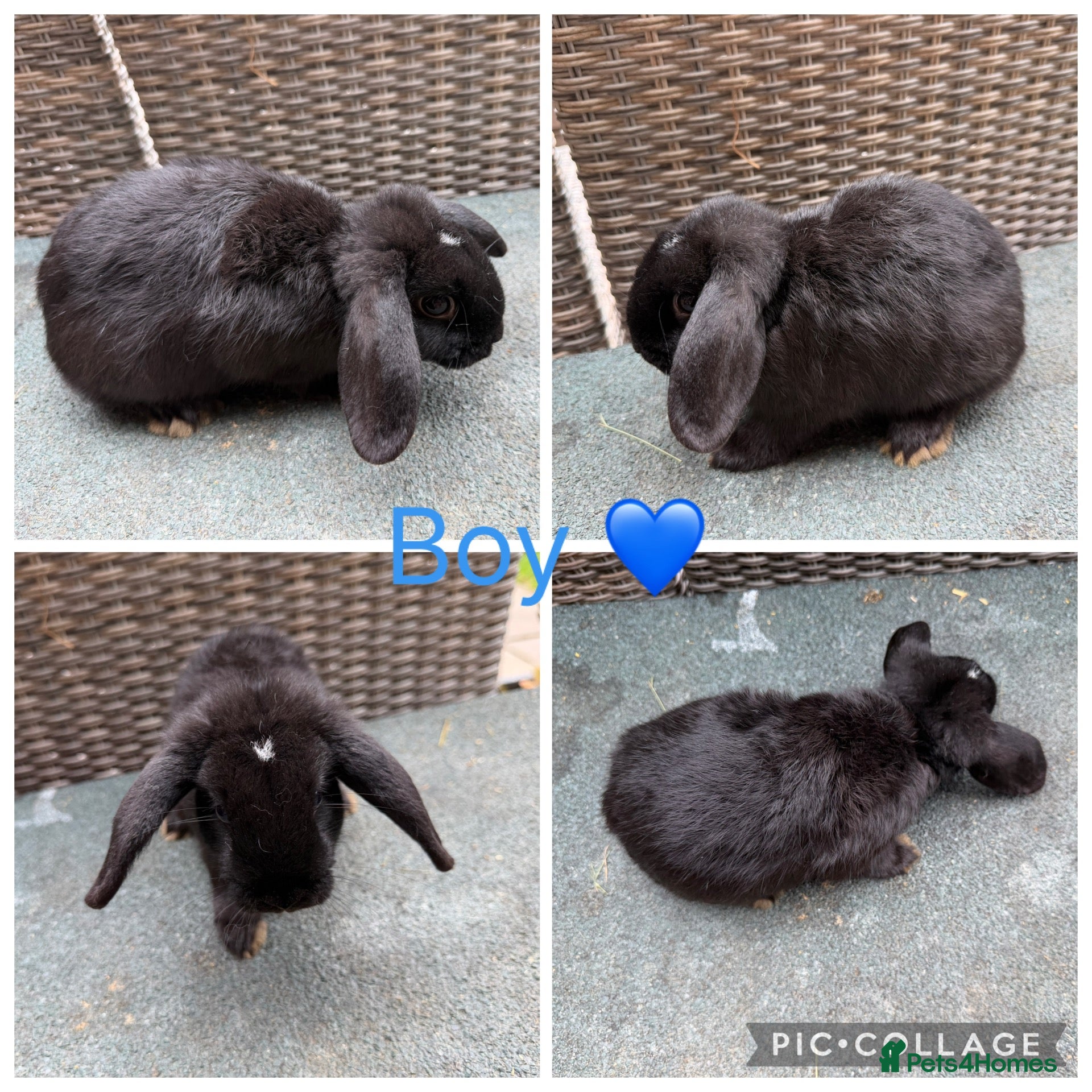 Mini Lop rabbits Gorgeous Mini Lops looking for new laps & cuddles  - Advert 6