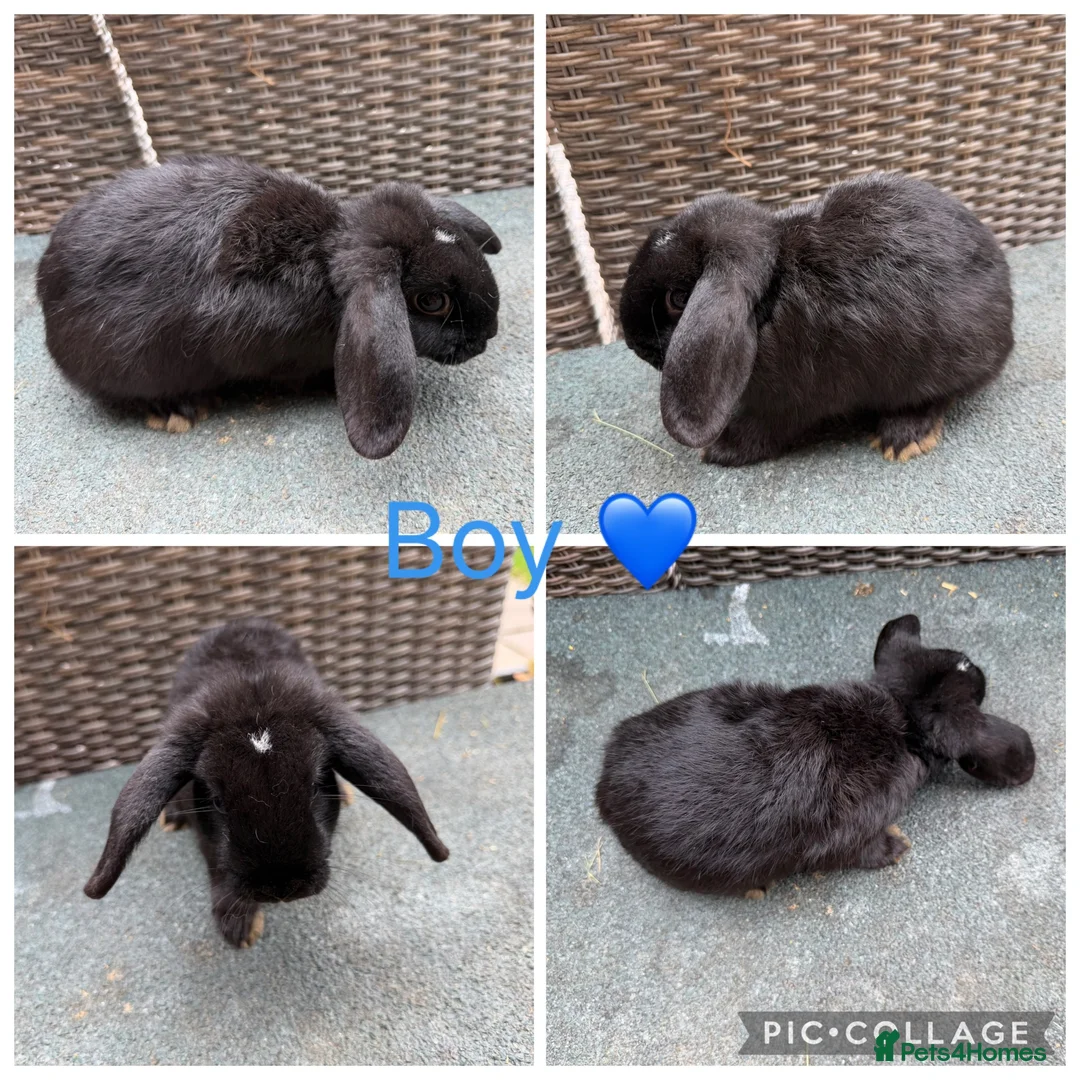 Mini Lop rabbits for sale: Gorgeous Mini Lops looking for new laps & cuddles  - Advert 1