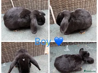 Mini Lop rabbits Gorgeous Mini Lops looking for new laps & cuddles - Advert 6