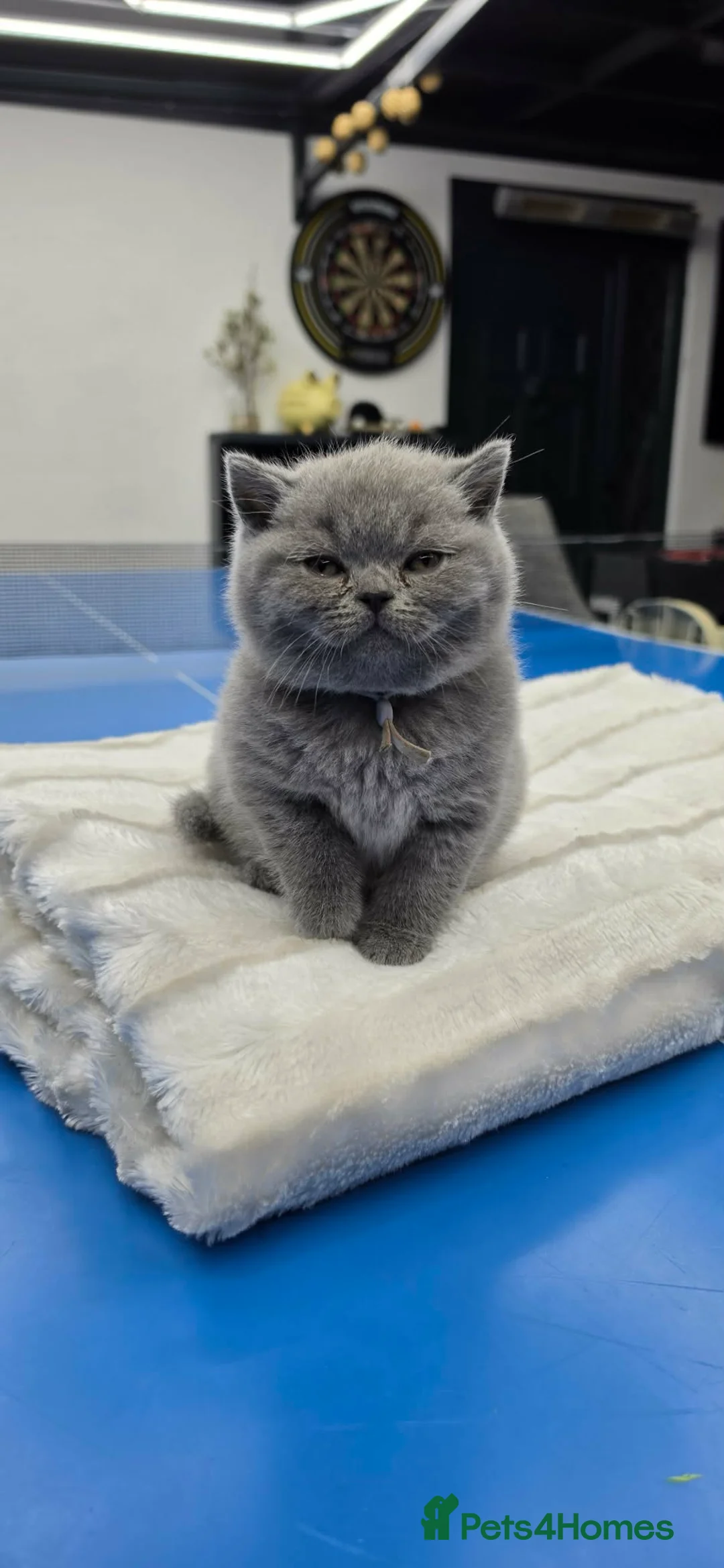 British Shorthair cats for sale: Blue British Shorthair Kitten BOY available - Advert 1