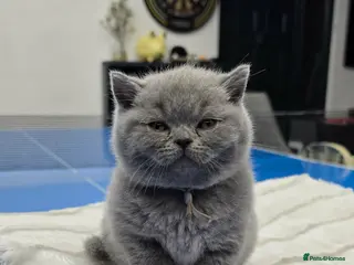 British Shorthair cats Blue British Shorthair Kitten BOY available - Advert 4