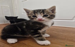 Mixed Breed cats for sale: Tuxedo & Tabby Domestic Short-hair Kittens - Image 6