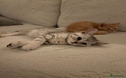 Scottish Fold cats for sale: Scottish fold kittens ready to find new homes - Image 21