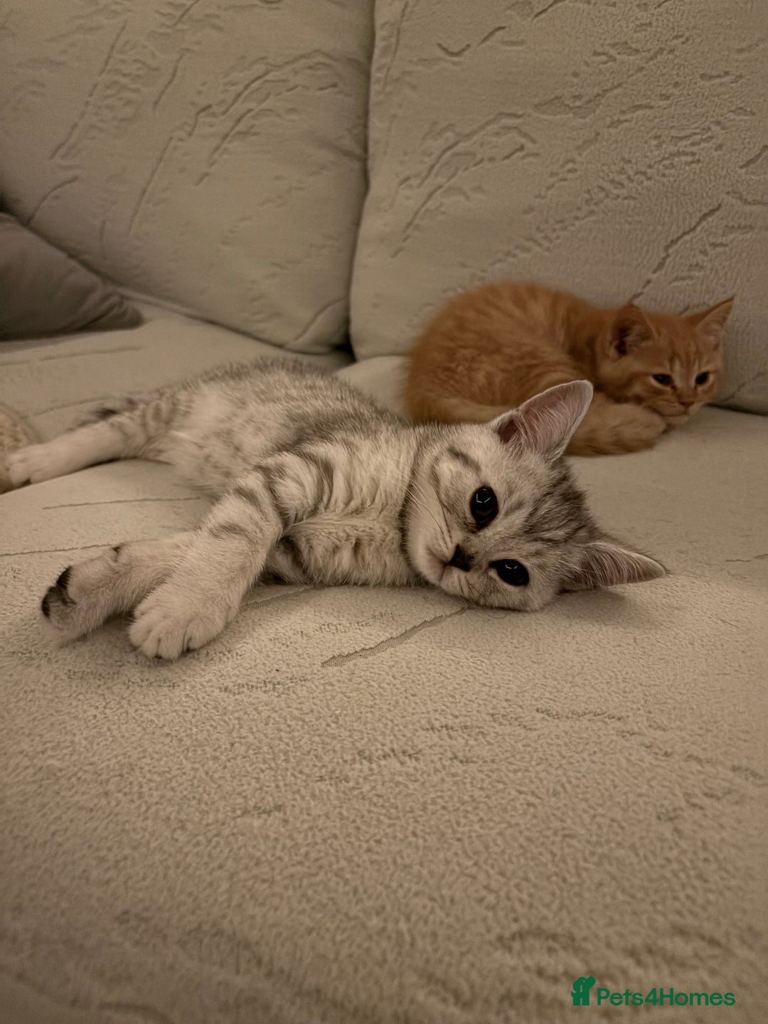 Scottish Fold cats for sale: Scottish fold kittens ready to find new homes - Image 21