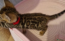 Bengal cats for sale: Pure Bengal kittens ❤️  - Image 23
