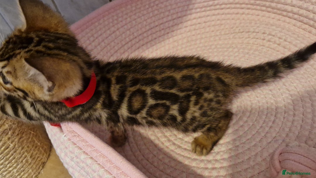 Bengal cats for sale: Pure Bengal kittens ❤️  - Image 23