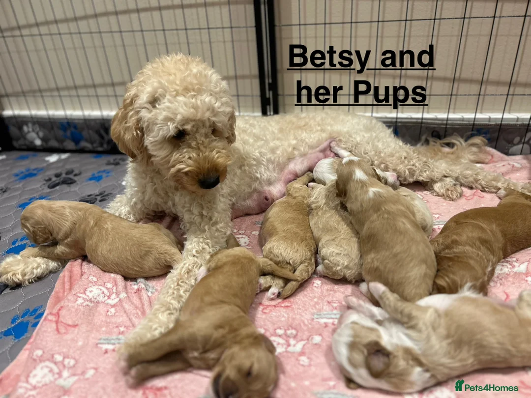 Mixed Breed dogs for sale: Mini Goldendoodle / Aussiedoodle Doubledoodles - Advert 10