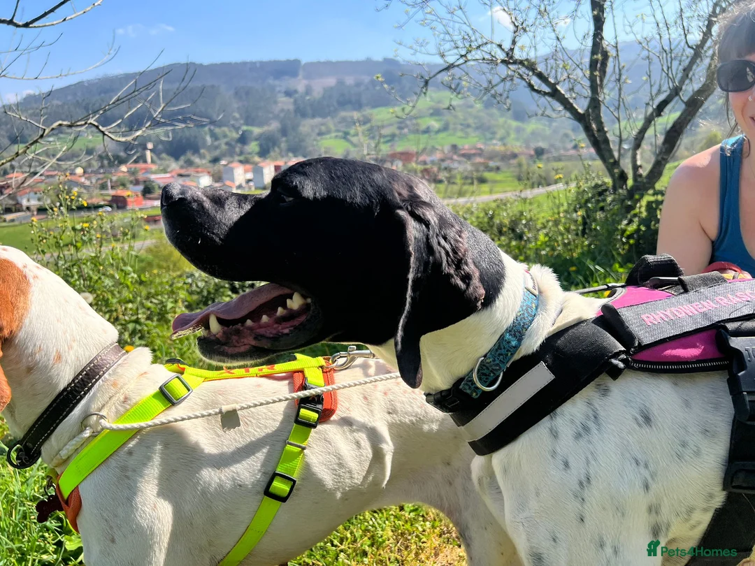 Pointer dogs for adoption: Pointer, Duke  - Advert 2
