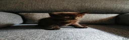 Mixed Breed cats for sale: Beautiful Kittens  - Advert 2
