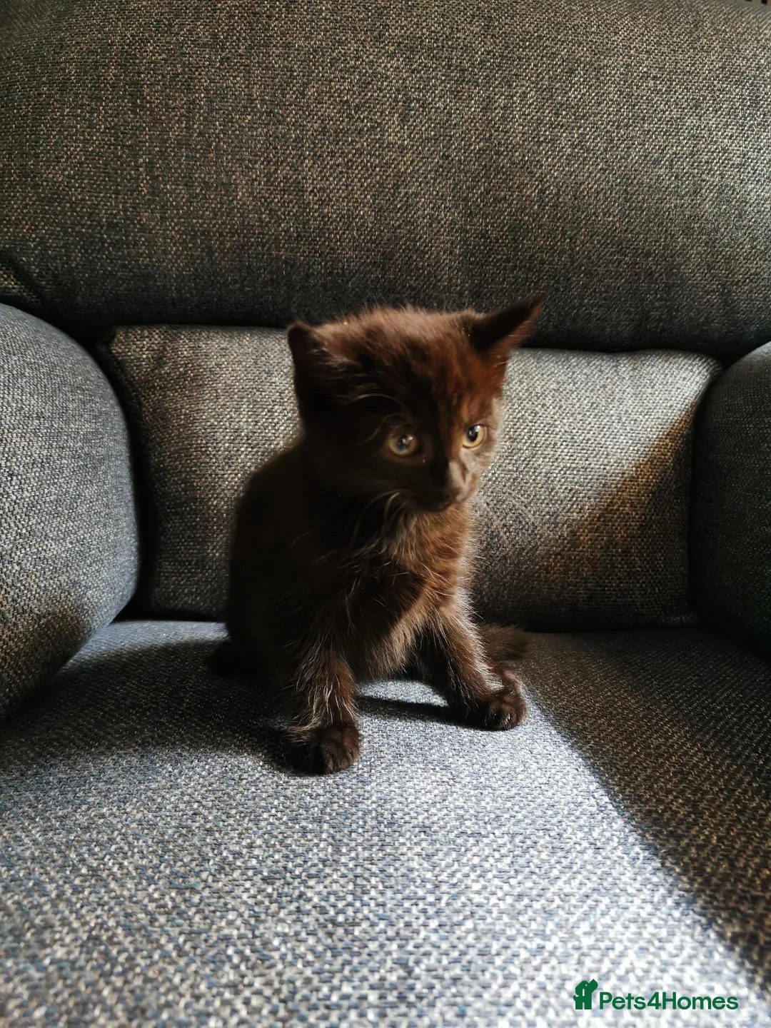 Mixed Breed cats for sale: Beautiful Kittens  - Advert 2