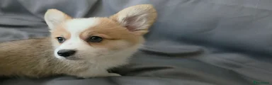 Welsh Corgi Pembroke Puppy 3