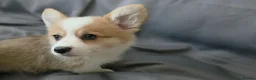 Welsh Corgi Pembroke dogs for sale: Corgi Puppies for Loving Homes – 1 Male, 1 Females - Advert 12