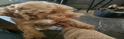 Cockapoo dogs for sale: Rehome 3 Yr old Cockapoo girl in Matlock - Advert 8