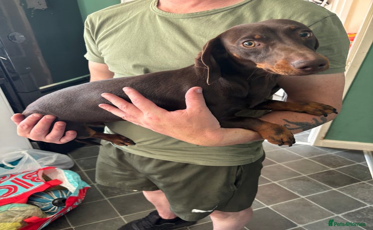 Miniature Dachshund dogs - Advert 3