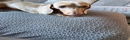 Miniature Dachshund dogs for stud: Isabella Tan KC Registered Stud  - Advert 9