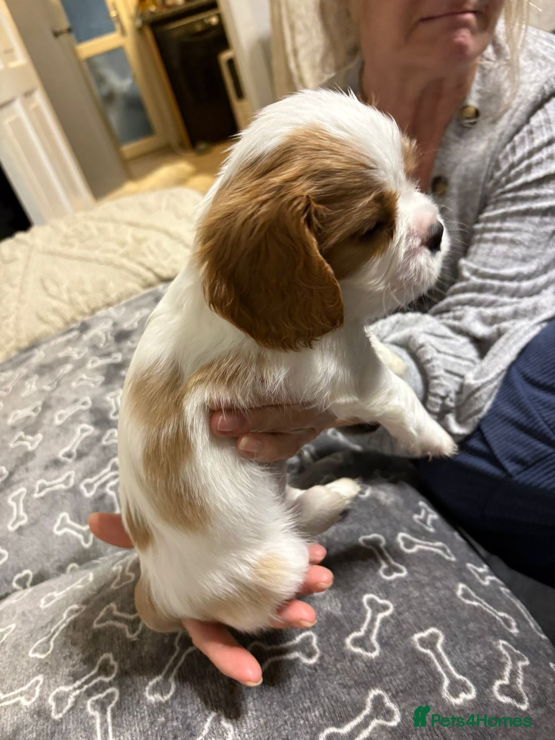 Cavalier King Charles Spaniel dogs for sale: Beautiful Blenheim King Charles spaniel pups    - Advert 37