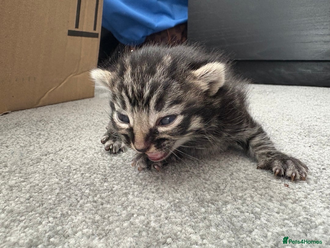 Mixed Breed cats for sale: Looking for their forever home! - Image 8