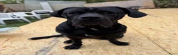 Cane Corso dogs for sale: Gentle family loving giant ‘Mac’ 4yr old - Advert 7