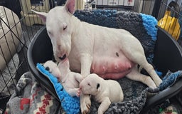 Bull Terrier dogs for sale: Vlad  - Image 3
