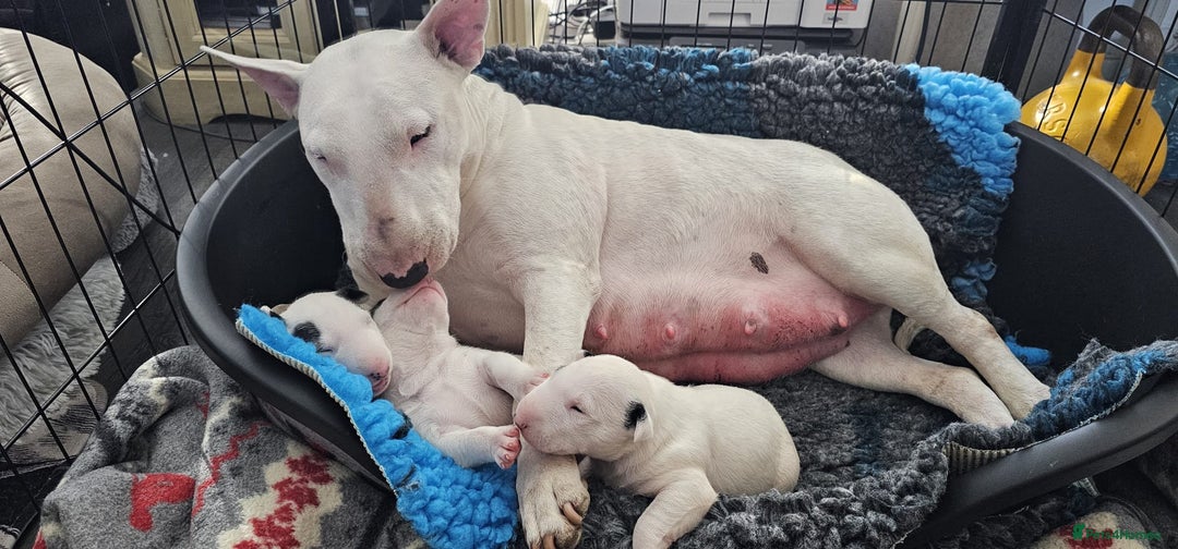 Bull Terrier dogs for sale: Vlad  - Image 3