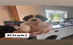 English Springer Spaniel dogs for sale: 2 GIRLS LEFT - English Springer Spaniel Puppies - Image 10