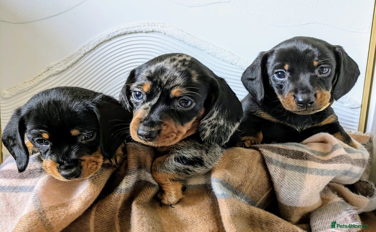 Miniature Dachshund dogs - Advert 7
