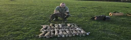 Whippet dogs for sale: Working/show/race/family whippet puppies  - Advert 12