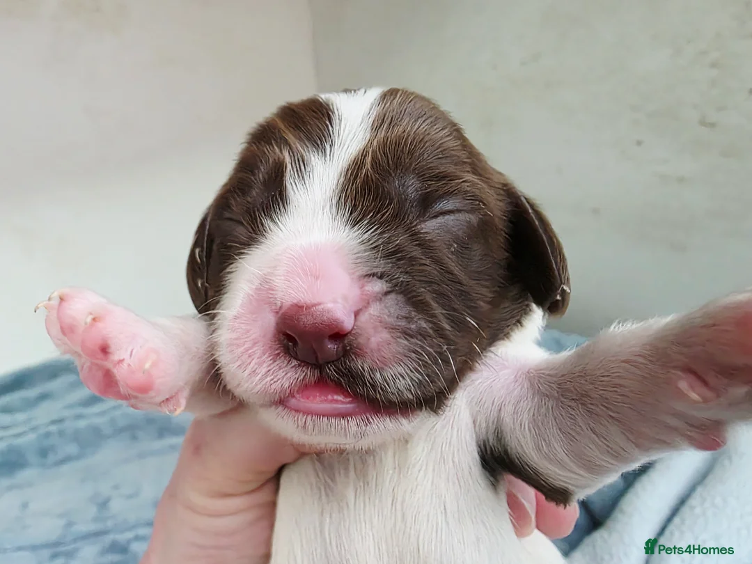 English Springer Spaniel dogs for sale: KC Home - Heath tested, Licensed Springer Pups⭐️ - Advert 33