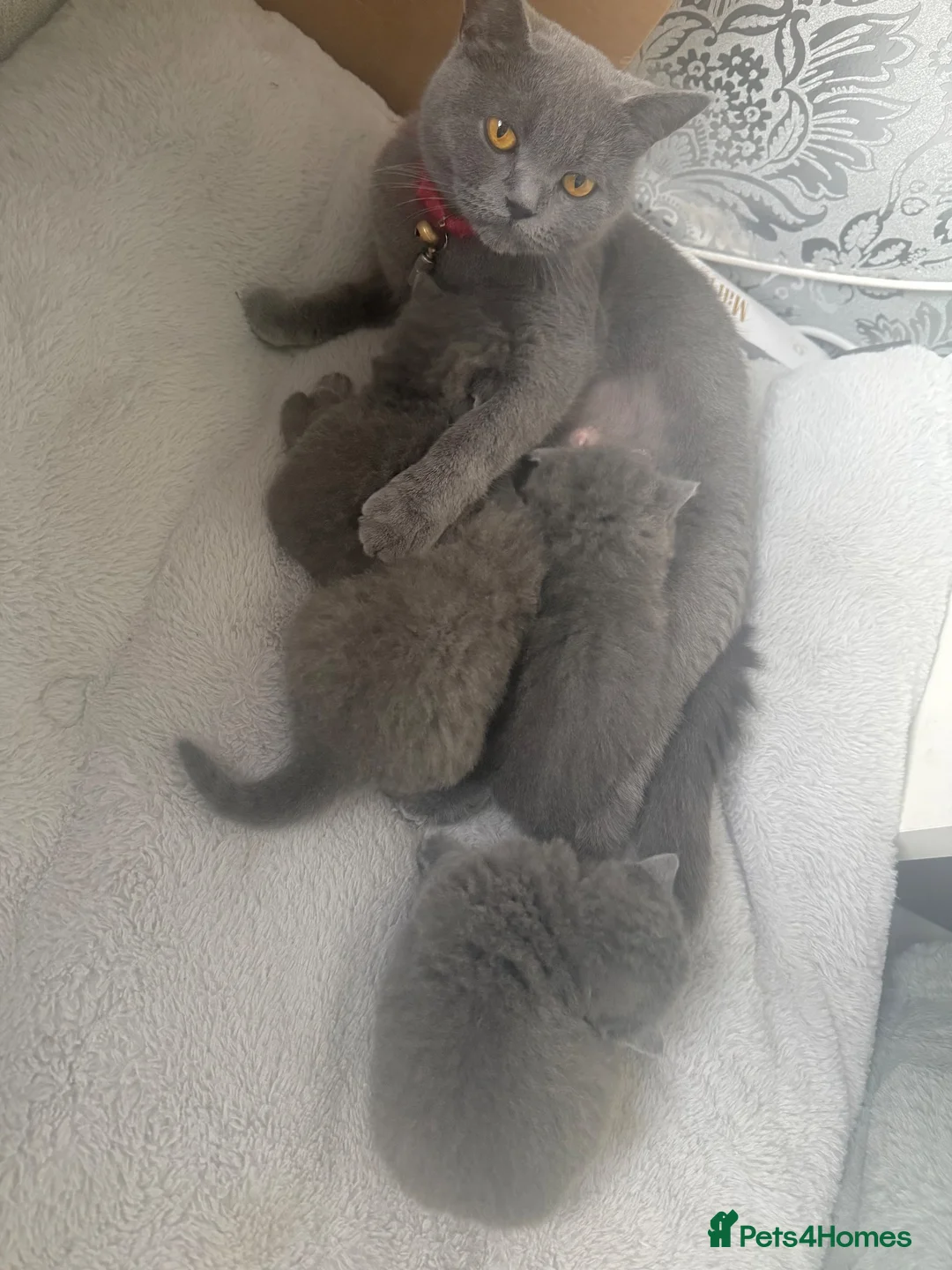 British Shorthair cats for sale: 🩵 Pedigree 🩵 British shorthair boy  - Advert 7