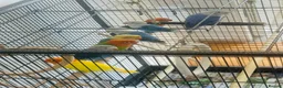 Lovebirds birds for sale: Lovebirds - Advert 8