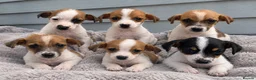 Jack Russell dogs for sale: Jack Russell Puppies - Advert 2