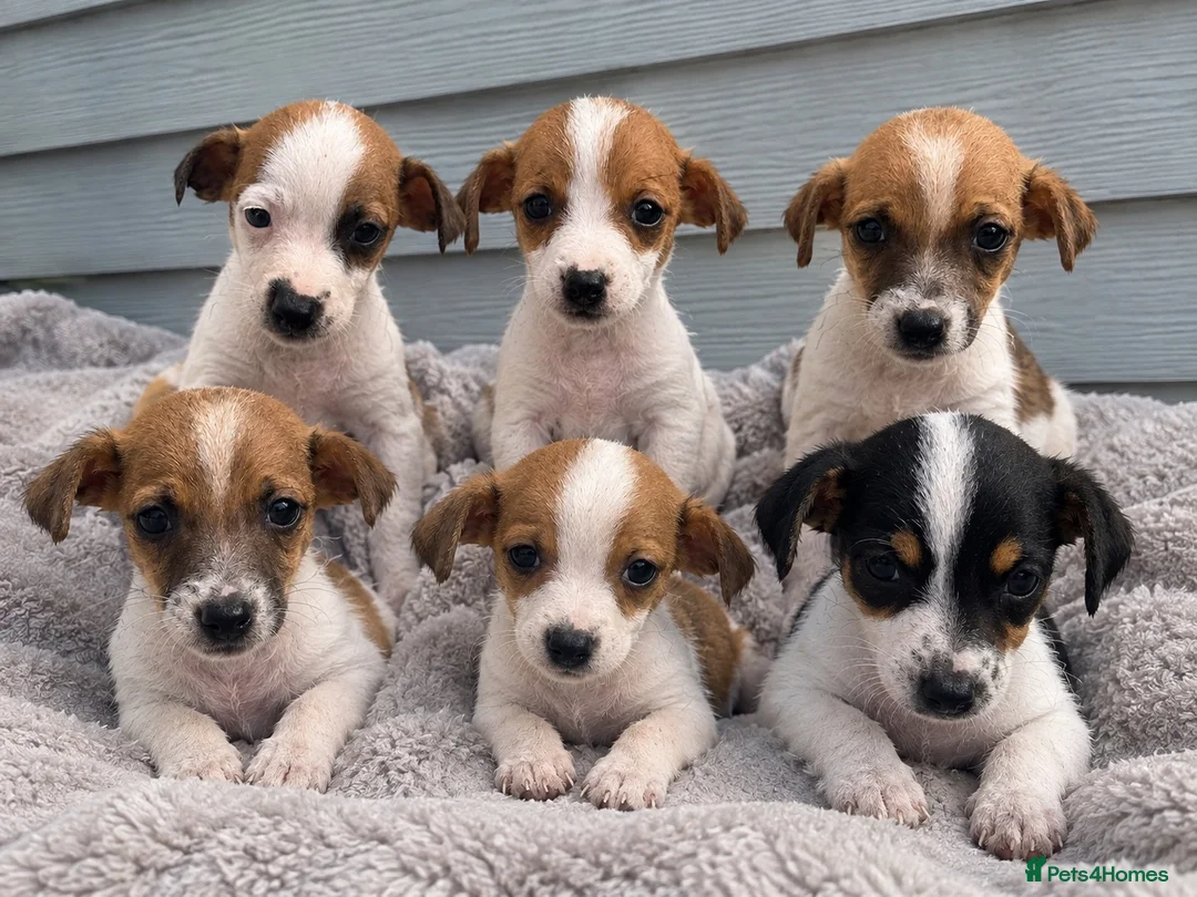 Jack Russell dogs for sale: Jack Russell Puppies - Advert 2