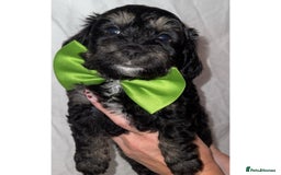 Dachshund dogs for sale: DOXIEPOO PUPPIES  - Image 2